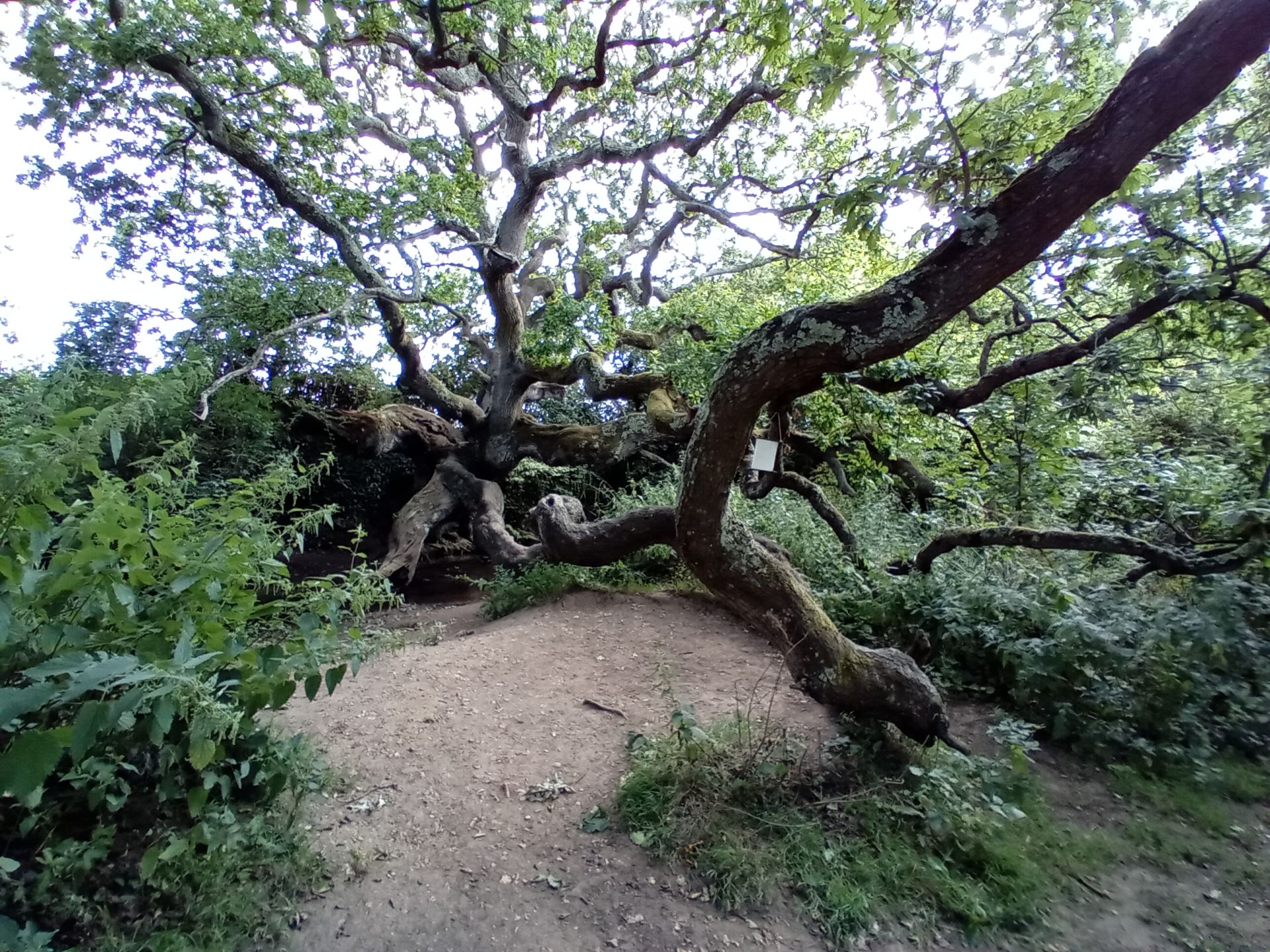 Dragon tree